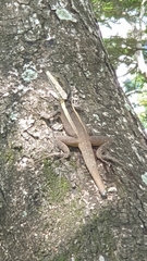 Tropicagama temporalis