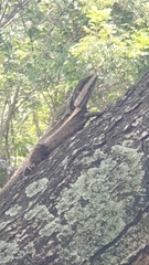 Tropicagama temporalis