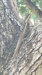 Tropicagama temporalis