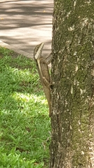 Tropicagama temporalis