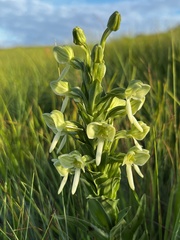 Habenaria epipactidea