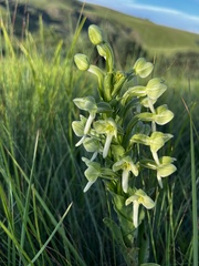 Habenaria epipactidea