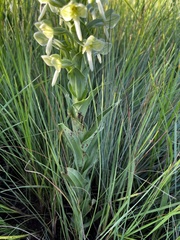 Habenaria epipactidea