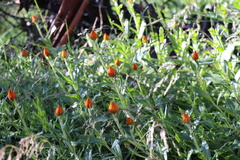 Xerochrysum subundulatum