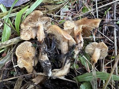 Lyophyllum
