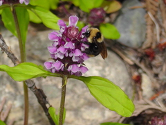 Bombus insularis