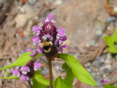 Bombus insularis