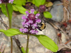 Bombus insularis