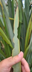 Ichneutica steropastis