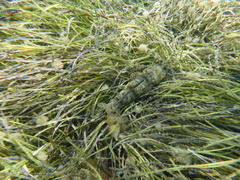 Platycephalidae