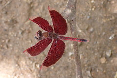 Neurothemis ramburii