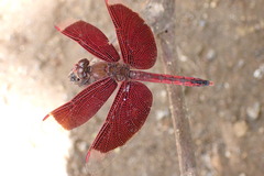 Neurothemis ramburii