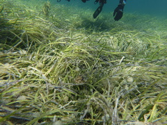 Platycephalidae