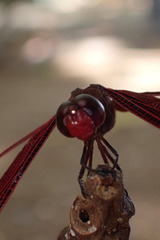 Neurothemis ramburii
