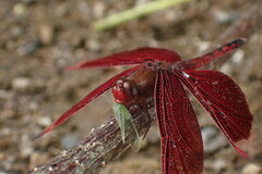 Neurothemis ramburii