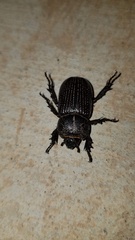 Hemiphileurus