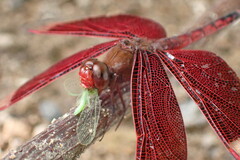 Neurothemis ramburii