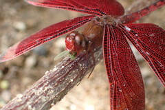 Neurothemis ramburii