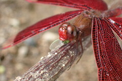 Neurothemis ramburii