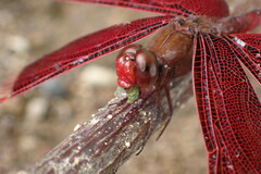 Neurothemis ramburii