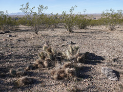 Opuntia diploursina