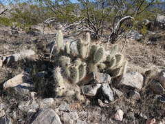 Opuntia diploursina