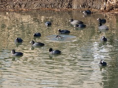 Fulica atra