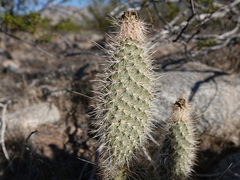Opuntia diploursina