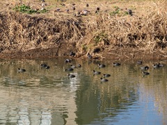 Fulica atra