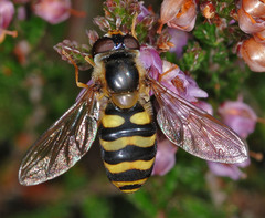 Eupeodes nitens