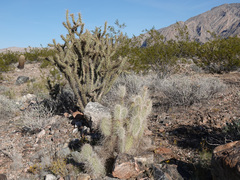 Opuntia diploursina