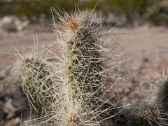 Opuntia diploursina