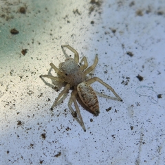 Cosmophasis lami