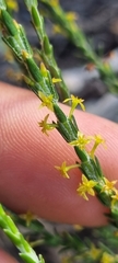 Struthiola parviflora