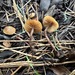 Galerina stylifera - Photo (c) Jonathan Frank, some rights reserved (CC BY-NC-ND), uploaded by Jonathan Frank