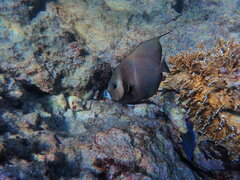 Pomacanthus arcuatus
