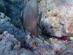 Pomacanthus arcuatus