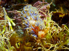 Spurilla braziliana