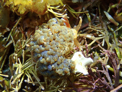 Spurilla braziliana