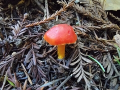 Hygrocybe laetissima