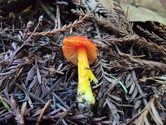Hygrocybe laetissima