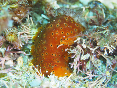 Dendrodoris guttata