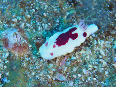 Goniobranchus splendidus