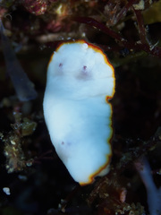 Goniobranchus verrieri