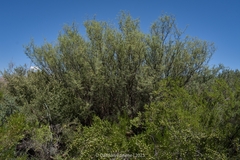 Prosopis flexuosa