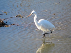 Ardea alba