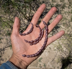 Prosopis flexuosa