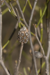 Acacia cupularis