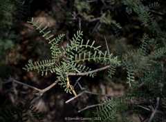 Prosopis flexuosa