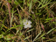 Cryptantha intermedia